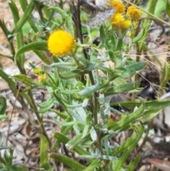 Chrysocephalum apiculatum (Common Everlasting) at Murrumbateman, NSW - 13 Feb 2021 by trevorpreston