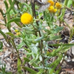 Chrysocephalum apiculatum (Common Everlasting) at Murrumbateman, NSW - 13 Feb 2021 by tpreston