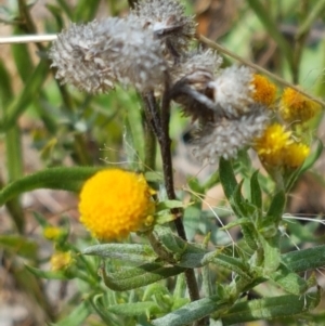 Chrysocephalum apiculatum at Murrumbateman, NSW - 13 Feb 2021