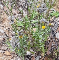 Chrysocephalum apiculatum at Murrumbateman, NSW - 13 Feb 2021