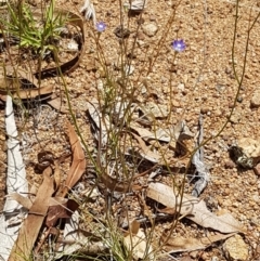 Wahlenbergia multicaulis at Murrumbateman, NSW - 13 Feb 2021
