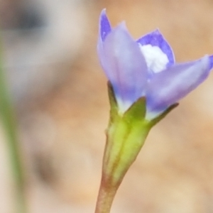 Wahlenbergia multicaulis at Murrumbateman, NSW - 13 Feb 2021