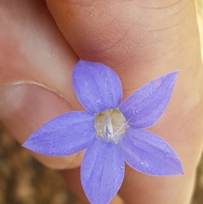 Wahlenbergia capillaris (Tufted Bluebell) at Murrumbateman Cemetery - 13 Feb 2021 by tpreston