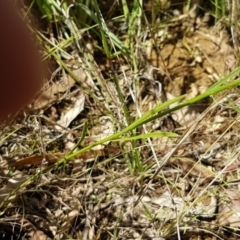 Wahlenbergia capillaris at Murrumbateman, NSW - 13 Feb 2021