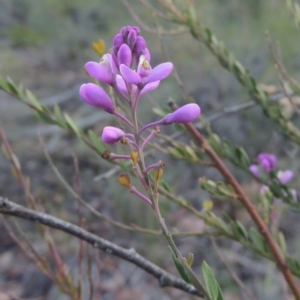 Comesperma ericinum at Bungendore, NSW - 5 Jan 2021 07:35 PM