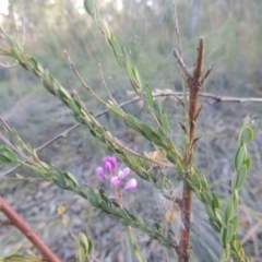 Comesperma ericinum at Bungendore, NSW - 5 Jan 2021 07:35 PM