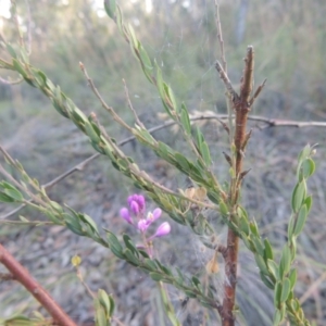 Comesperma ericinum at Bungendore, NSW - 5 Jan 2021