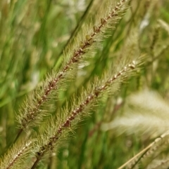 Setaria (genus) (Pigeon Grass) at Lade Vale, NSW - 13 Feb 2021 by trevorpreston