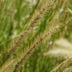 Setaria sp. (Pigeon Grass) at Lade Vale, NSW - 13 Feb 2021 by tpreston