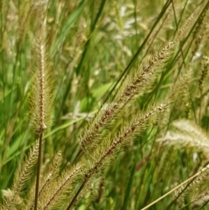 Setaria sp. at Lade Vale, NSW - 13 Feb 2021