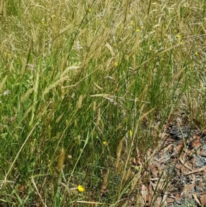 Setaria sp. at Lade Vale, NSW - 13 Feb 2021