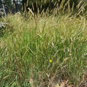 Setaria sp. at Lade Vale, NSW - 13 Feb 2021