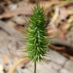 Echinopogon sp. (Hedgehog Grass) at Lade Vale, NSW - 13 Feb 2021 by tpreston