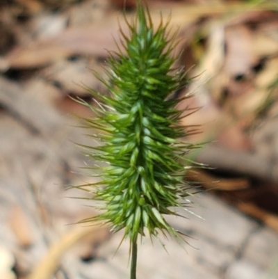 Echinopogon (genus) (Hedgehog Grass) at Lade Vale, NSW - 13 Feb 2021 by trevorpreston