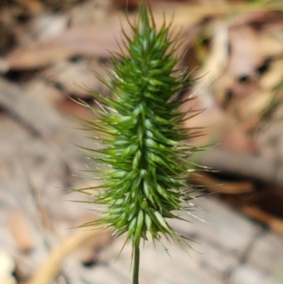 Echinopogon sp. (Hedgehog Grass) at Lade Vale, NSW - 13 Feb 2021 by tpreston