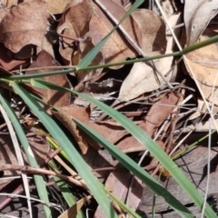 Echinopogon sp. at Lade Vale, NSW - 13 Feb 2021