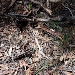 Echinopogon sp. at Lade Vale, NSW - 13 Feb 2021