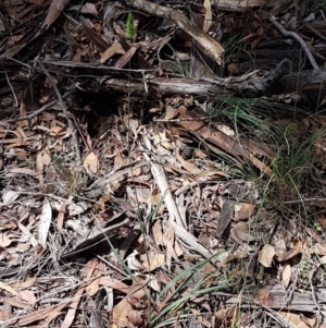 Echinopogon sp. at Lade Vale, NSW - 13 Feb 2021
