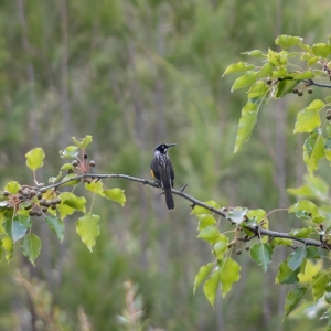 Phylidonyris novaehollandiae at Paddys River, ACT - 11 Feb 2021