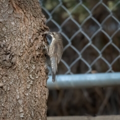 Cormobates leucophaea (White-throated Treecreeper) at Uriarra Village, ACT - 11 Feb 2021 by trevsci