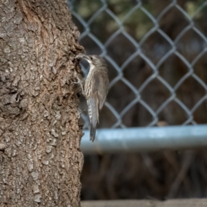 Cormobates leucophaea at Uriarra Village, ACT - 11 Feb 2021 06:53 PM