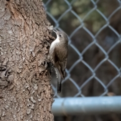 Cormobates leucophaea at Uriarra Village, ACT - 11 Feb 2021 06:53 PM