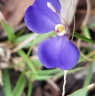 Comesperma sphaerocarpum (Broom Milkwort) at Lade Vale, NSW - 13 Feb 2021 by tpreston