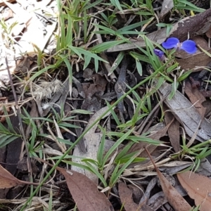 Comesperma sphaerocarpum at Lade Vale, NSW - 13 Feb 2021