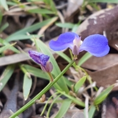 Comesperma sphaerocarpum at Lade Vale, NSW - 13 Feb 2021