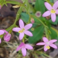 Centaurium sp. (Centaury) at Lade Vale, NSW - 13 Feb 2021 by trevorpreston