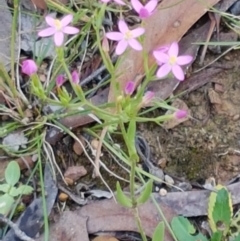 Centaurium sp. at Lade Vale, NSW - 13 Feb 2021 12:04 PM