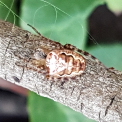 Plebs eburnus (Eastern bush orb-weaver) at Mundoonen Nature Reserve - 13 Feb 2021 by trevorpreston