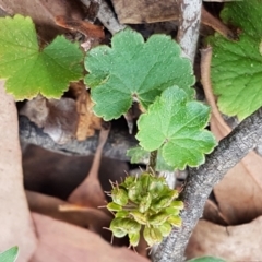 Hydrocotyle laxiflora (Stinking Pennywort) at Mundoonen Nature Reserve - 13 Feb 2021 by trevorpreston