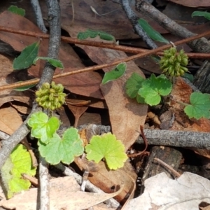 Hydrocotyle laxiflora at Lade Vale, NSW - 13 Feb 2021 12:02 PM