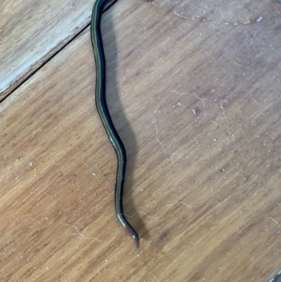 Caenoplana variegata (Two-tone Planarian) at Murrumbateman, NSW - 13 Feb 2021 by SimoneC