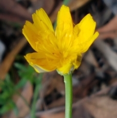 Hypochaeris radicata (Cat's Ear, Flatweed) at Lade Vale, NSW - 13 Feb 2021 by trevorpreston