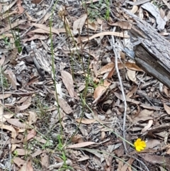Hypochaeris radicata at Lade Vale, NSW - 13 Feb 2021