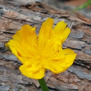 Hypochaeris radicata at Lade Vale, NSW - 13 Feb 2021