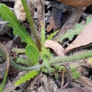 Hypochaeris radicata at Lade Vale, NSW - 13 Feb 2021