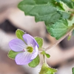 Veronica plebeia (Trailing Speedwell, Creeping Speedwell) at Lade Vale, NSW - 13 Feb 2021 by trevorpreston