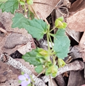 Veronica plebeia at Lade Vale, NSW - 13 Feb 2021