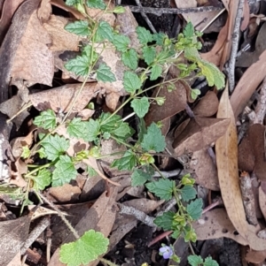 Veronica plebeia at Lade Vale, NSW - 13 Feb 2021 12:02 PM