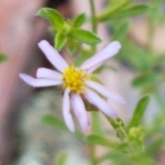 Vittadinia muelleri (Narrow-leafed New Holland Daisy) at Mundoonen Nature Reserve - 13 Feb 2021 by trevorpreston