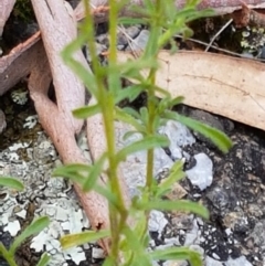 Vittadinia muelleri at Lade Vale, NSW - 13 Feb 2021