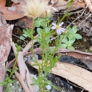 Vittadinia muelleri at Lade Vale, NSW - 13 Feb 2021 12:00 PM