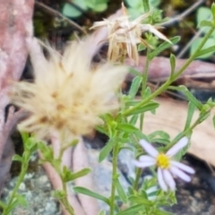 Vittadinia muelleri at Lade Vale, NSW - 13 Feb 2021