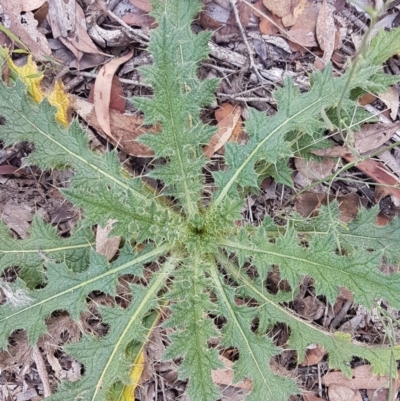 Cirsium vulgare (Spear Thistle) at Lade Vale, NSW - 13 Feb 2021 by trevorpreston