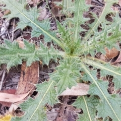 Cirsium vulgare at Lade Vale, NSW - 13 Feb 2021