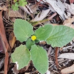 Cymbonotus sp. (preissianus or lawsonianus) at Lade Vale, NSW - 13 Feb 2021