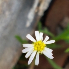 Vittadinia muelleri (Narrow-leafed New Holland Daisy) at Mundoonen Nature Reserve - 13 Feb 2021 by trevorpreston